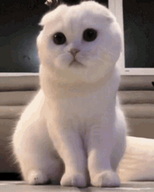 Confused Scottish Fold Cat Looking Left And Right GIF