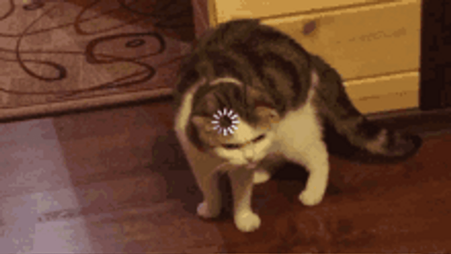 Confused Tabby Cat Loading Sign GIF