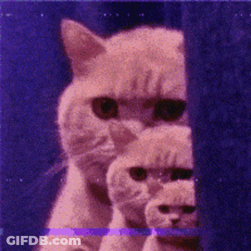 Confused Tabby Cat Multiplying GIF