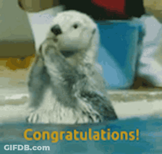 Congrats Clapping Sea Otter GIF