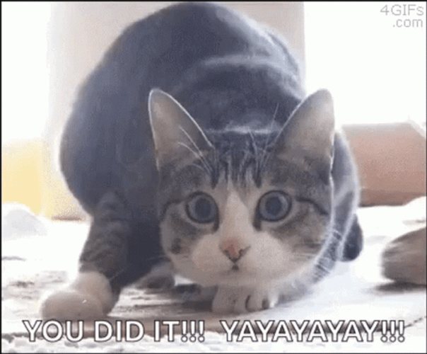 Congrats Shaquille O'Neal Kitty Mash Up Meme GIF