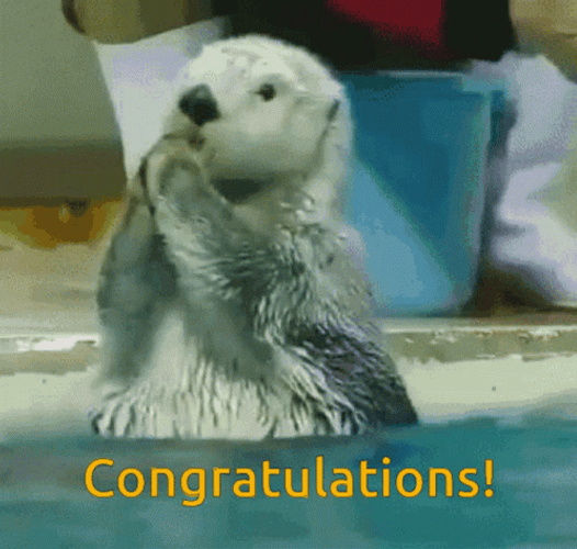 Congratulation Otter Clapping Hands GIF