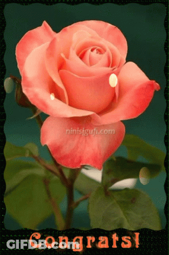 Congratulations Card With Pink Rose GIF