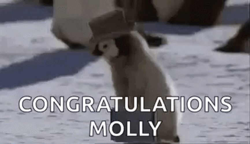Congratulations Walking Penguin GIF
