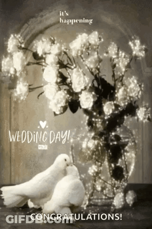 Congratulations Wedding Doves GIF