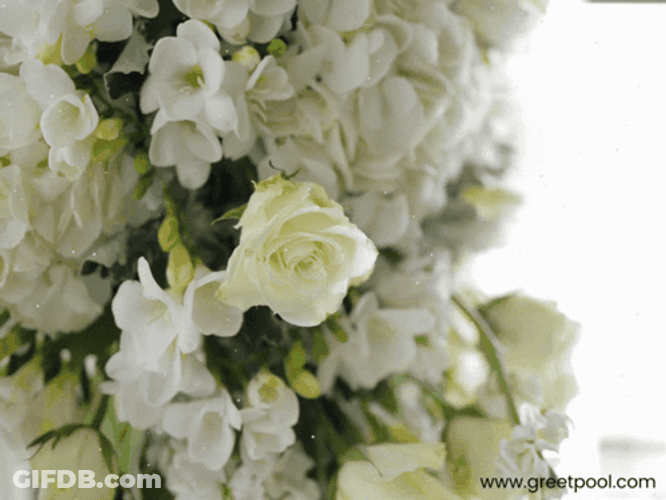 Congratulations Wedding White Flowers GIF
