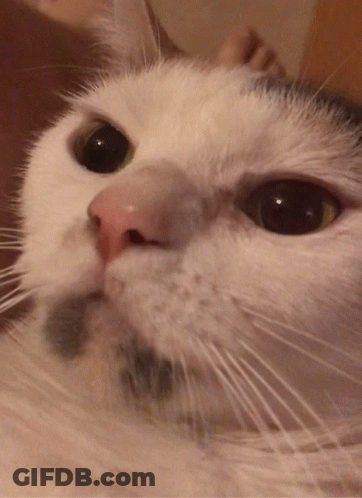 Cookie Cat GIF