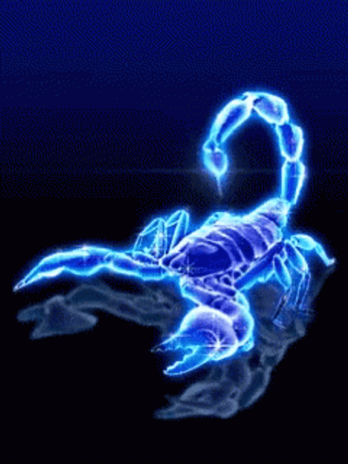 Cool Animated Scorpion GIF