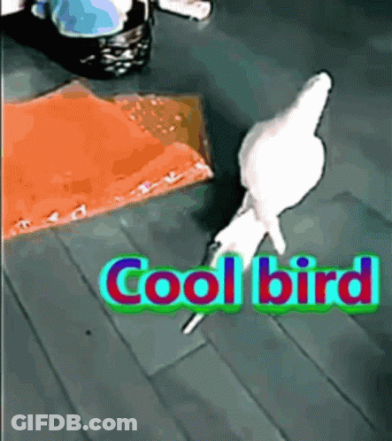 Cool Bird GIF