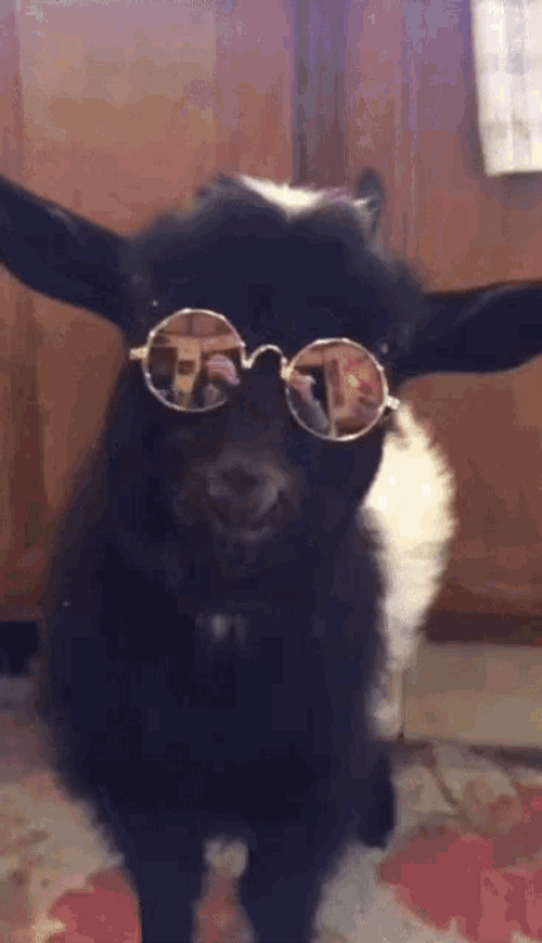 Cool Black Goat GIF