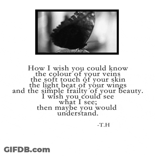 Cool Butterflies Quote GIF