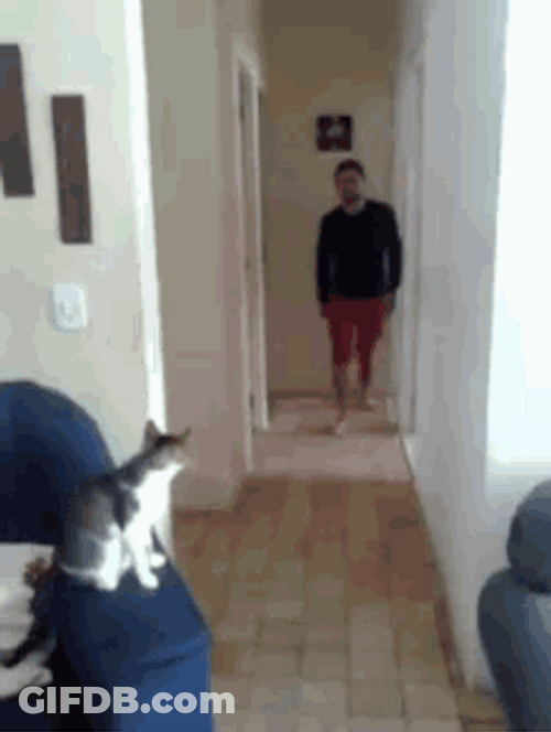Cool Cat Doing High Five Fist Bump GIF