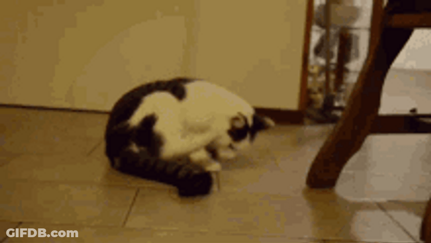 Cool Cat Doing Somersault GIF