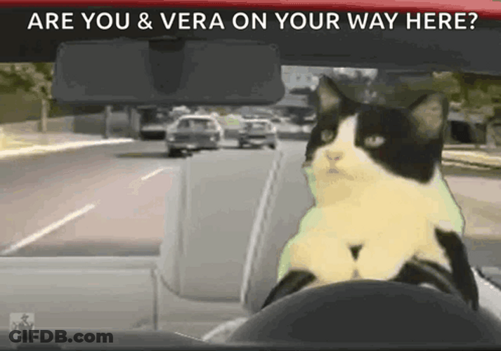 Cool Cat Driving Crazy GIF