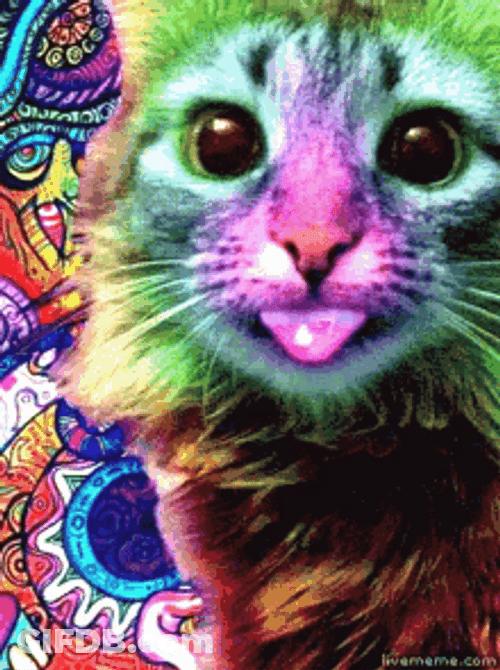 Cool Cat Enjoy Colorful Lights Stick Tongue Out GIF