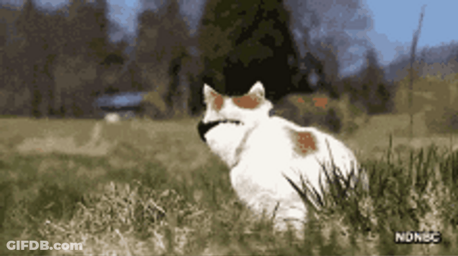 Cool Cat Field Wearing Sunglasses Turn Head GIF