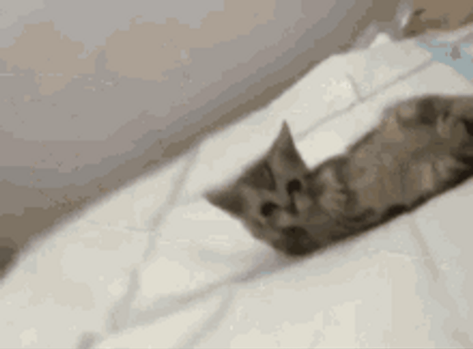 Cool Cat Like Boss Lying  White Bed GIF