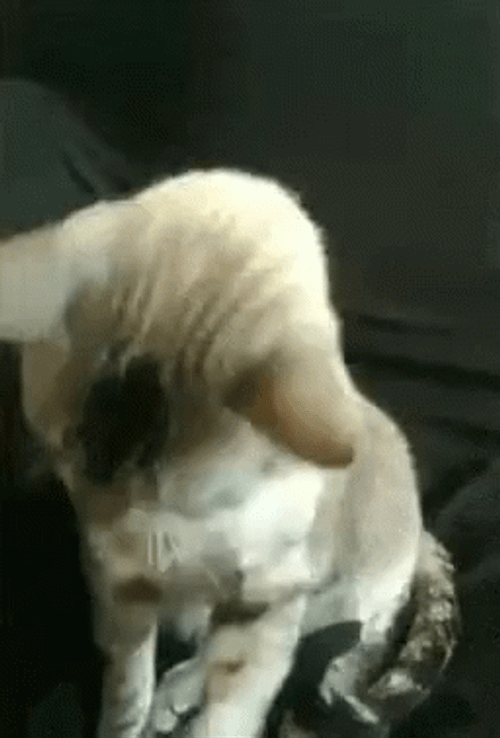 Cool Cat Shades GIF