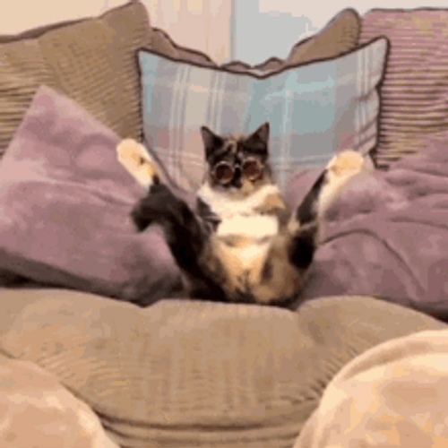 Cool Cat Sitting Couch Legs Up GIF