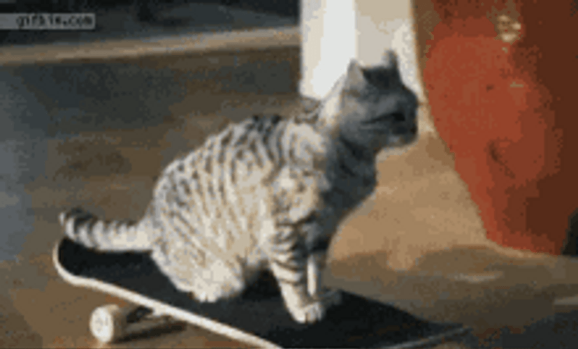 Cool Cat Skateboard Ride Going Home GIF
