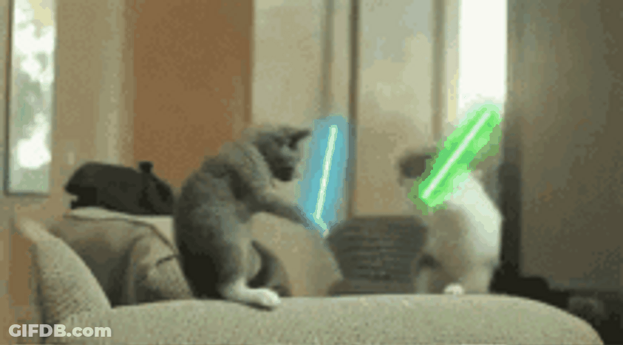 Cool Cat Star Wars Fight GIF