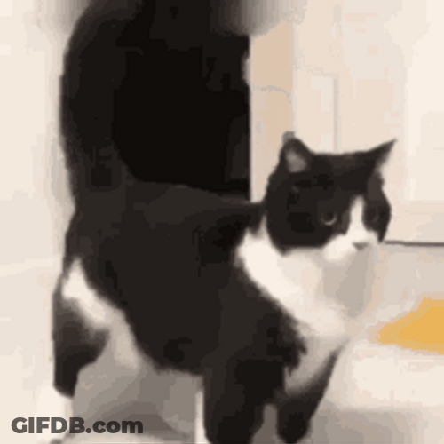Cool Cat Video Tricks Look Like Dancing GIF