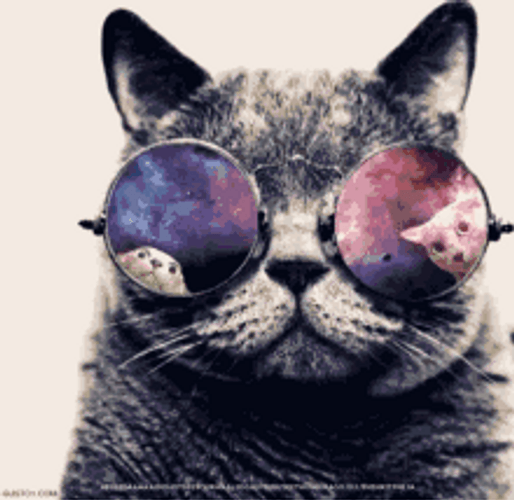 Cool Cat Wear Disco Lights Reflection Sunglasses GIF