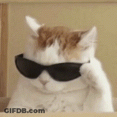 Cool Cat Wearing Sunglasses GIF