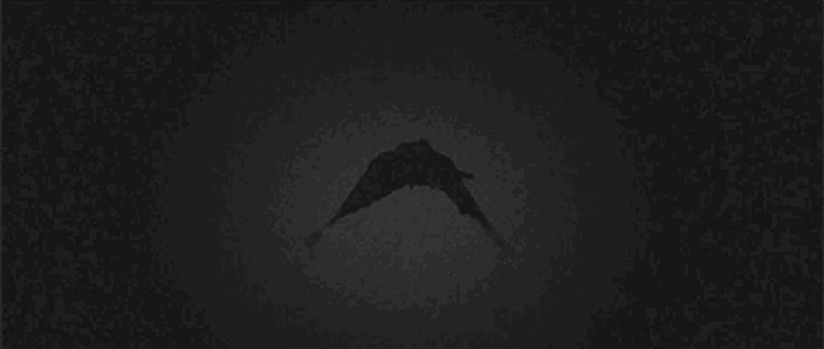 Cool Crow Animation GIF