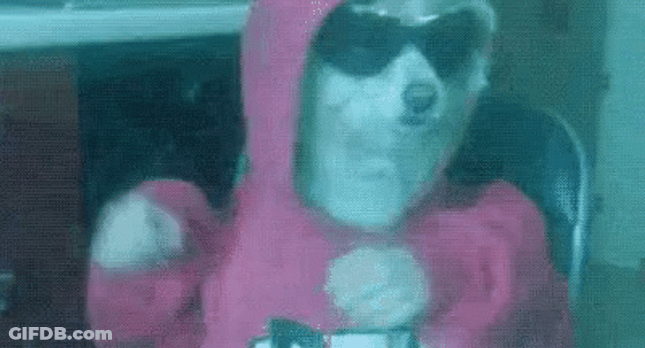 Cool Dancing Dog Rave Party GIF