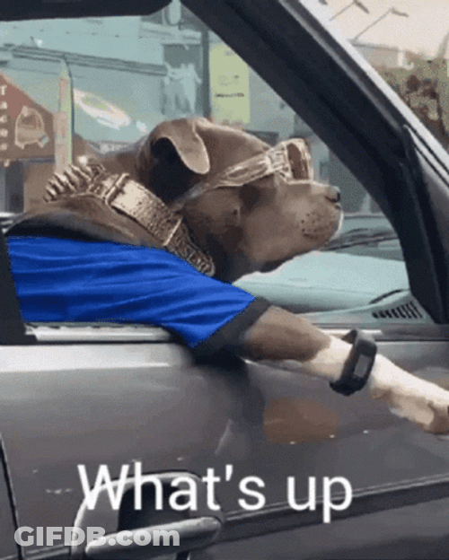 Cool Dog In Passenger Seat Hello There Meme GIF