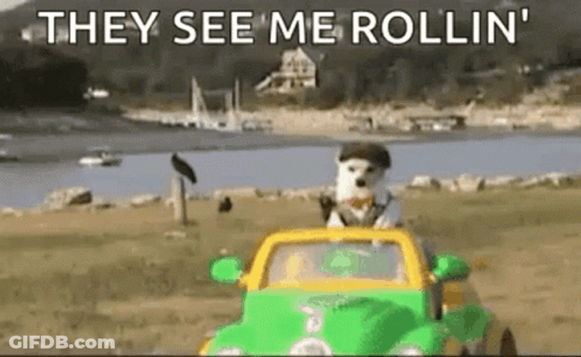 Cool Dog Riding Car They See Me Rollin GIF