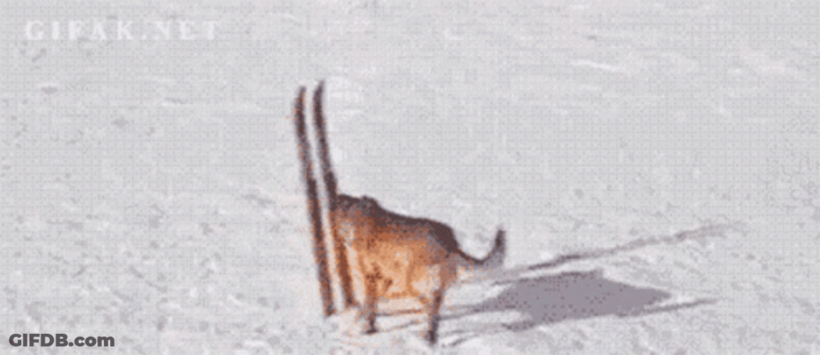 Cool Dog Skiing Snow GIF