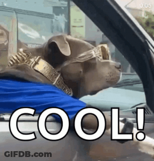 Cool Dog Sunglasses GIF