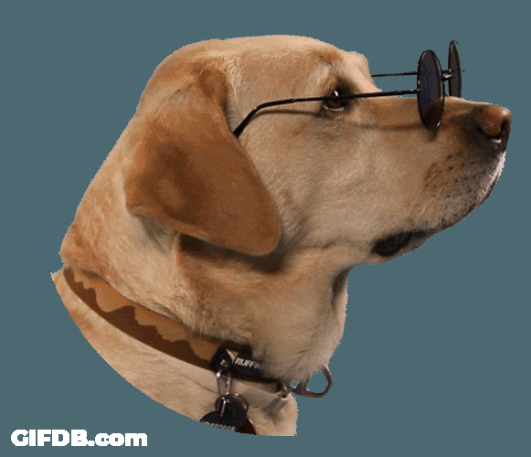 Cool Dog With Shades On GIF
