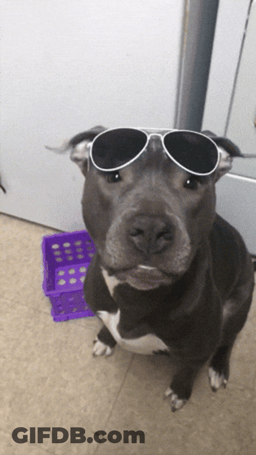 Cool Dog Woof GIF