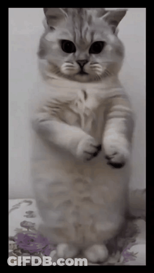 Cool Flawless Dancing Cat Meme GIF
