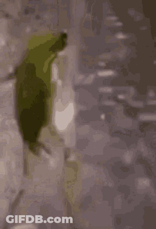 Cool Frog Dancing In The Rain GIF