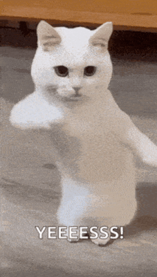Cool Fun GIF