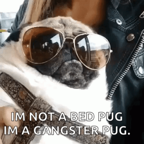 Cool Gaster Pug GIF