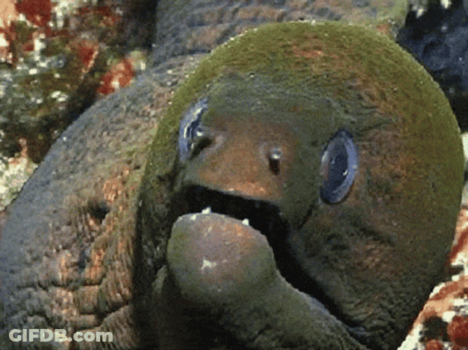 Cool Giant Eel Sunglasses Filter GIF