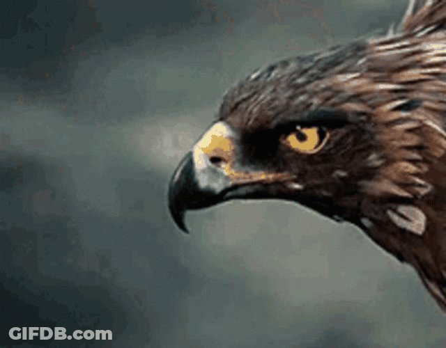 Cool Golden Eagle Flying GIF
