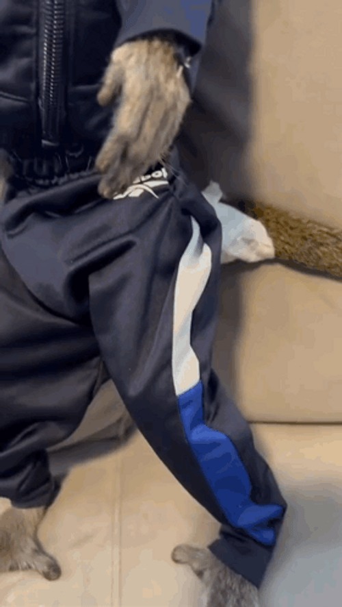 Cool Monkey Sports Attire Meme GIF