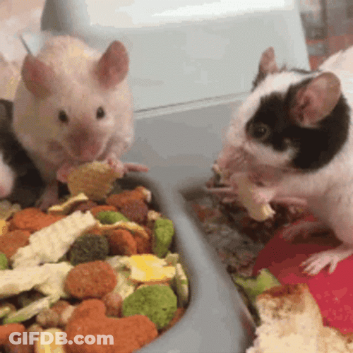 Cool Rats Eating Food GIF