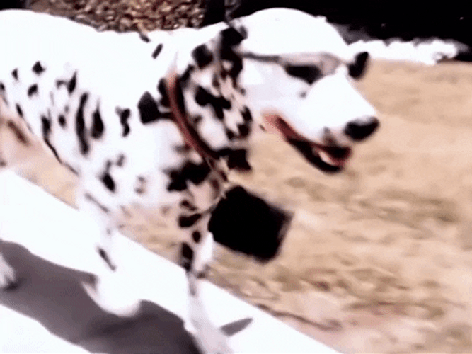 Cool Running Dalmatian Dog GIF