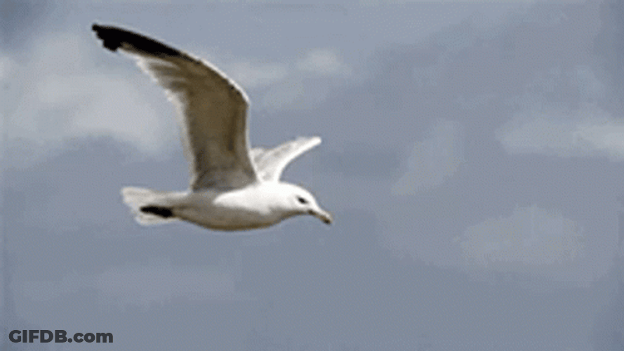 Cool Seagull Flying Freely In The Air GIF