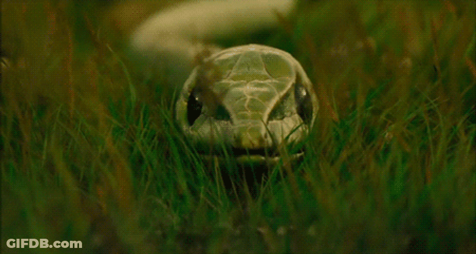Cool Snake Skin Shreading GIF