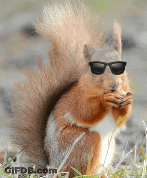 Cool Squirrel Meme With Shades GIF