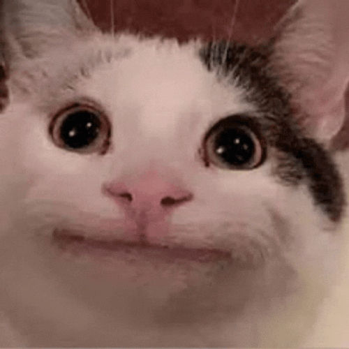 Cool Sunglasses Beluga Cat GIF