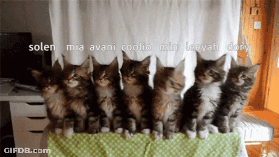 Coolio Cats In Sync GIF
